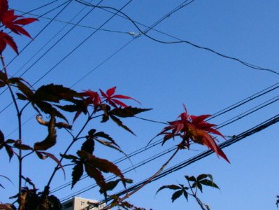 a0031000_793575.jpg