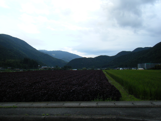 a0050302_11434573.jpg