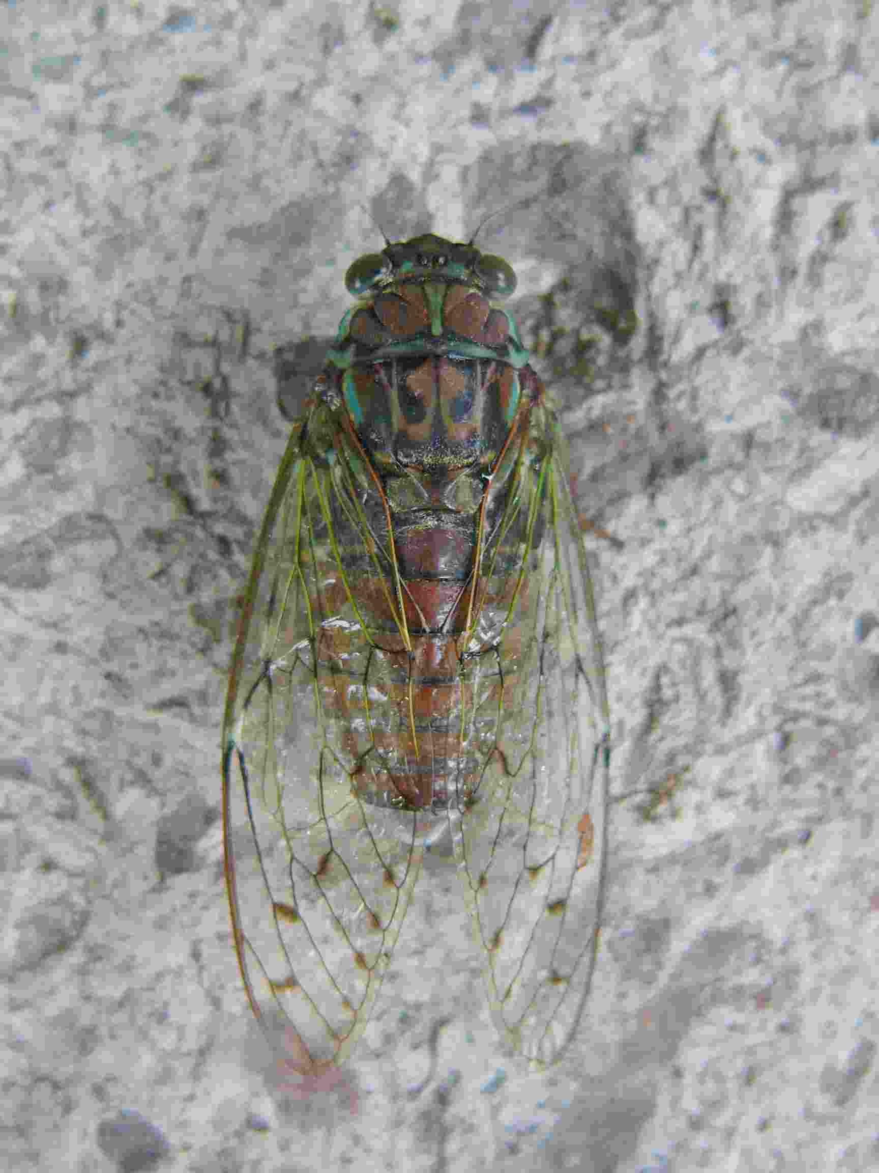 c0062511_671926.jpg