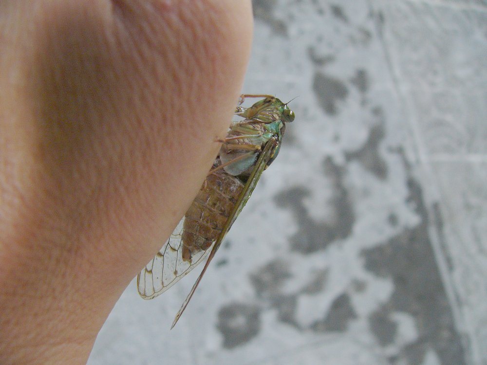 c0062511_685194.jpg