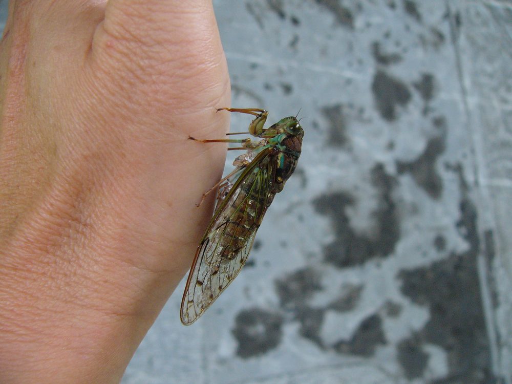 c0062511_695720.jpg