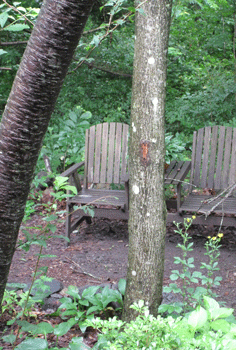 e0136511_16385757.gif