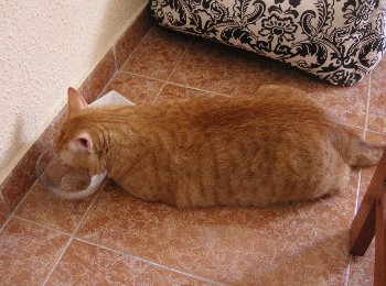 e0115312_8242672.jpg