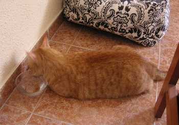 e0115312_8245065.jpg