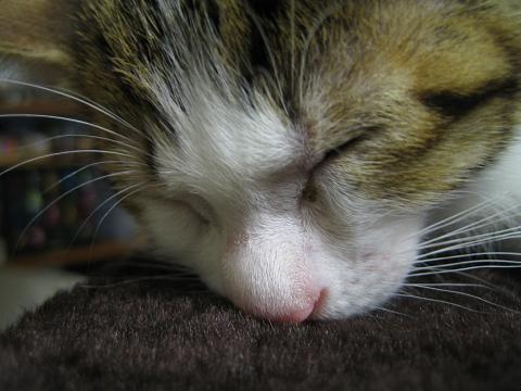 a0078020_2315252.jpg