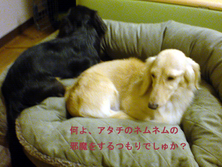 c0117831_20425830.jpg