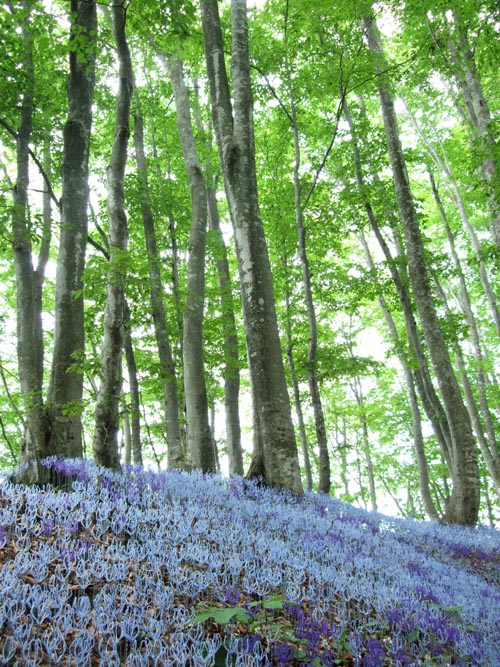c0000134_13301563.jpg