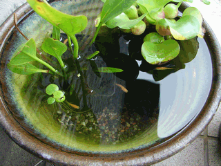 c0136736_1059140.gif