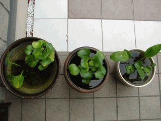 c0136736_111175.gif