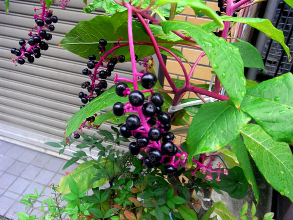 b0019140_17414322.jpg