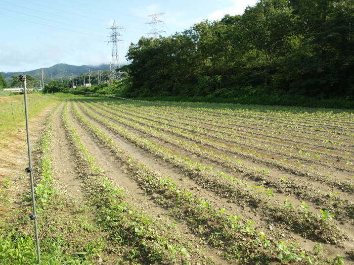 c0072843_21342551.jpg
