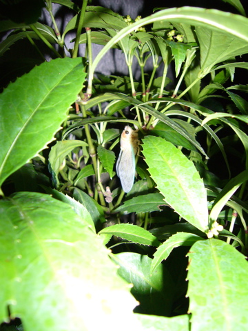 e0058443_224362.jpg