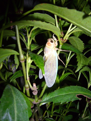 e0058443_2262876.jpg
