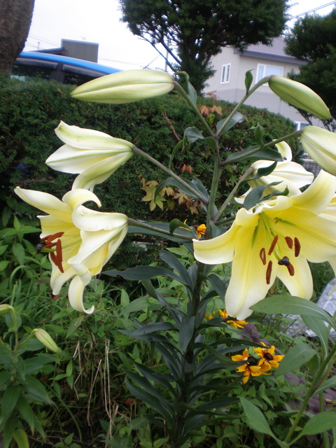 c0153444_1052138.jpg