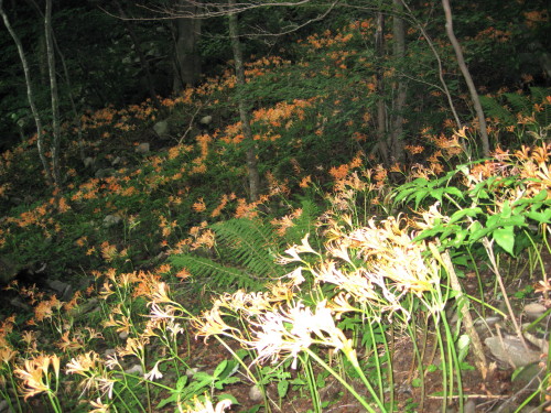 c0179351_20204513.jpg