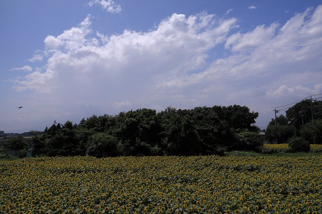 f0044056_1432043.jpg