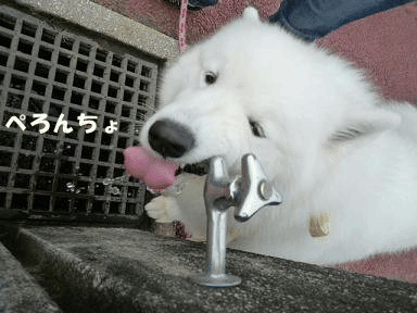 e0176159_1684332.gif