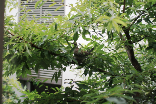 f0093592_1052010.jpg