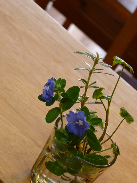 c0100534_16525983.jpg