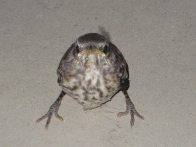 c0137235_611668.jpg
