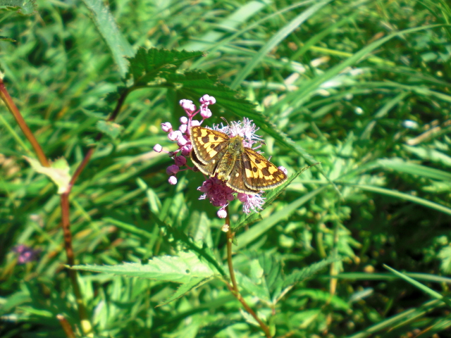 e0188677_167596.jpg
