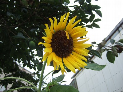 b0143879_134624.jpg