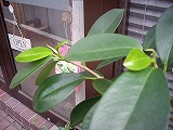 c0189683_17233637.jpg