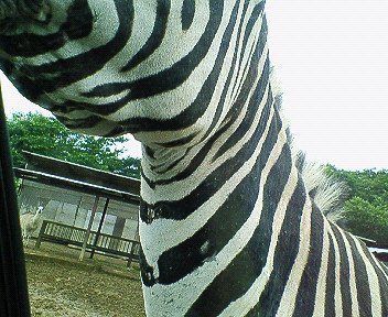 c0014187_2243581.jpg