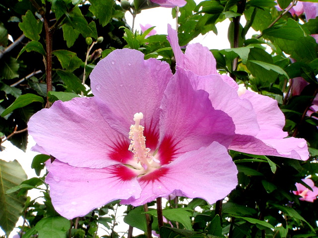 a0007388_7181977.jpg
