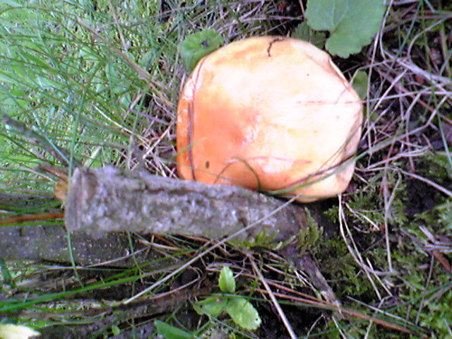 a0073000_16181921.jpg