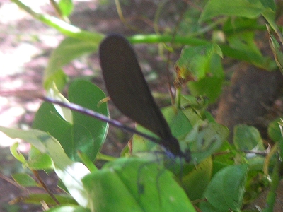 f0146802_18164436.jpg