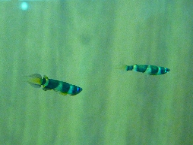a0121134_1372781.jpg