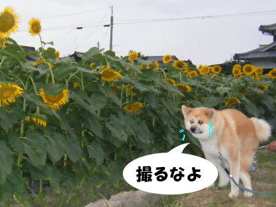 f0008935_233929.gif