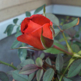f0204440_20582338.jpg