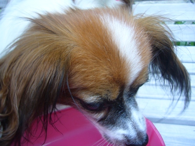 e0100046_1653457.jpg