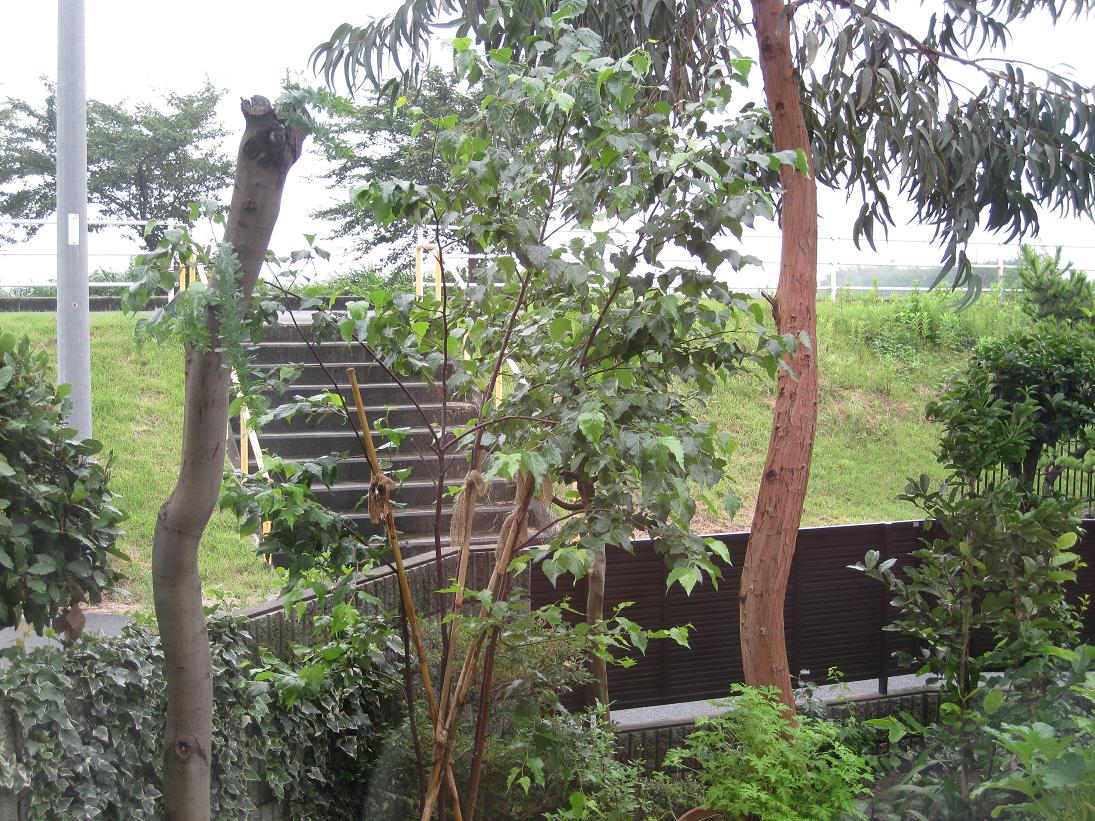 f0179209_10667.jpg
