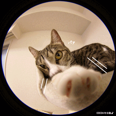 f0176122_0354850.gif