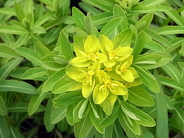 b0019140_17262311.jpg
