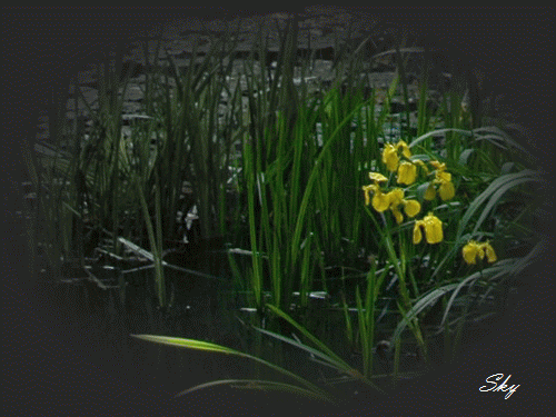 c0106443_10202657.gif