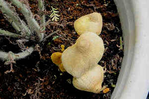 d0039443_13452299.jpg