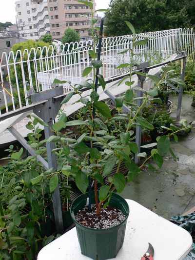d0022845_22251256.jpg