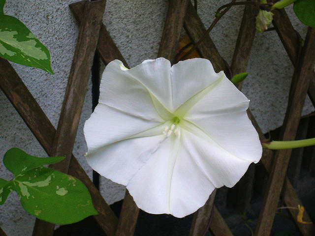 e0184558_1055949.jpg