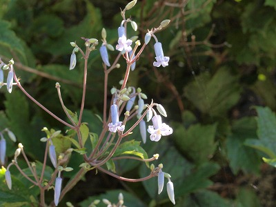 d0025568_13539.jpg