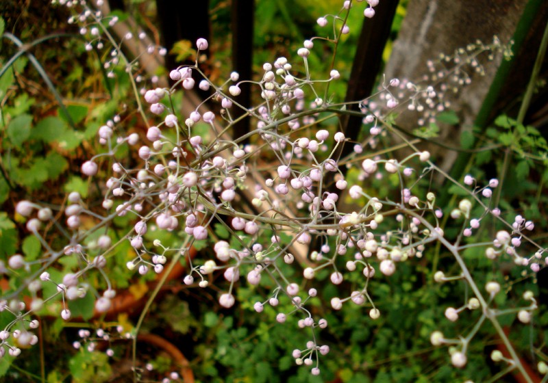 f0165677_1852505.jpg