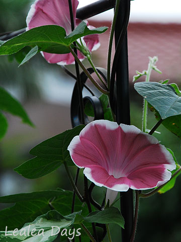 b0000801_8371168.jpg