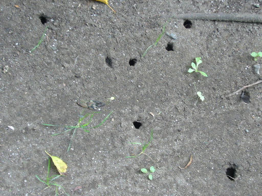 e0130008_1919515.jpg