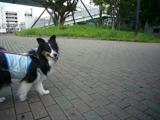 e0130008_1993644.jpg