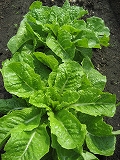 f0139520_13391778.jpg