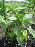 f0139520_1340141.jpg