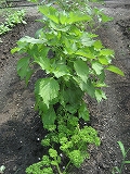 f0139520_13402594.jpg